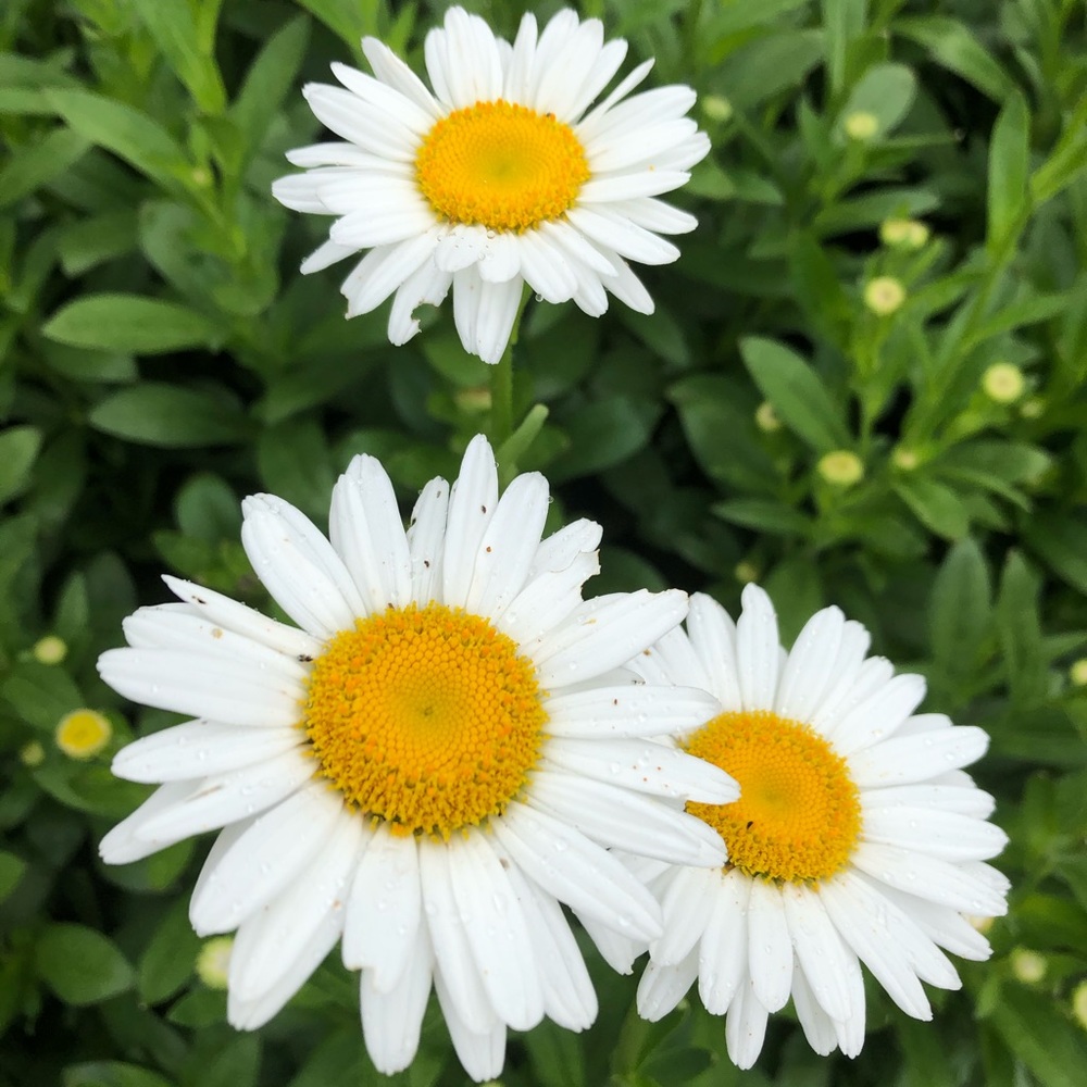 Meet your Posher, Shirley